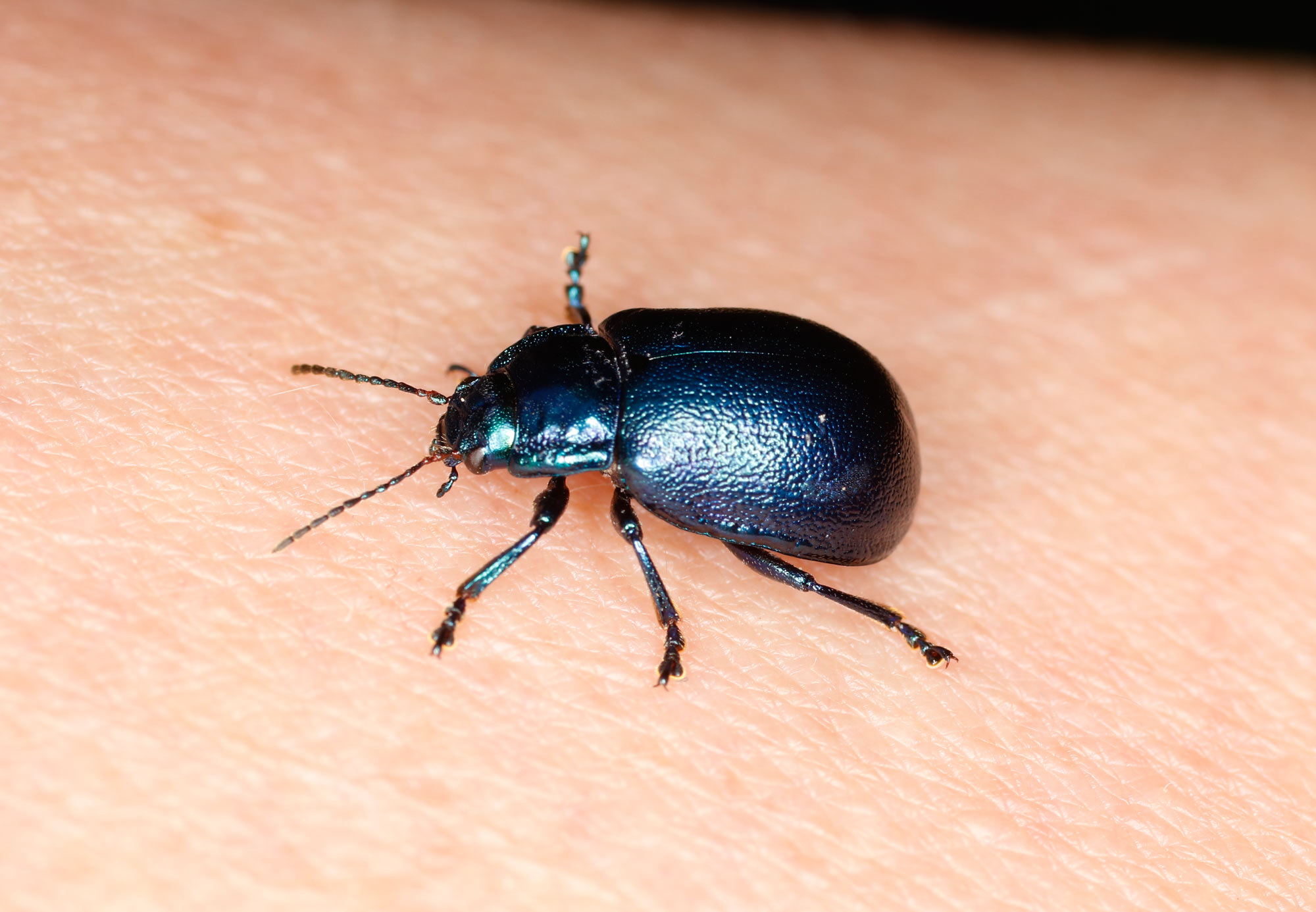 Chrysomelidae: Chrysolina coerulans? No, Oreina (Oreina) sp., femmina